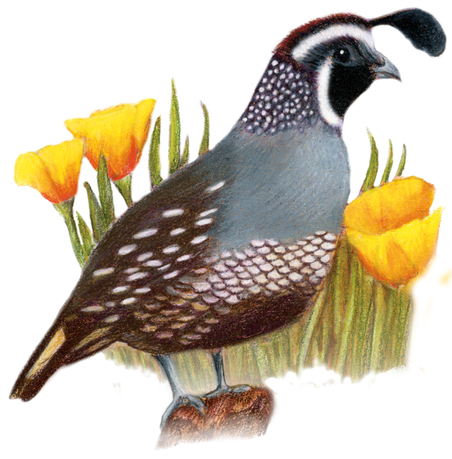 California State Bird And Flower Coloring Page California State Bird And Flower Coloring Page